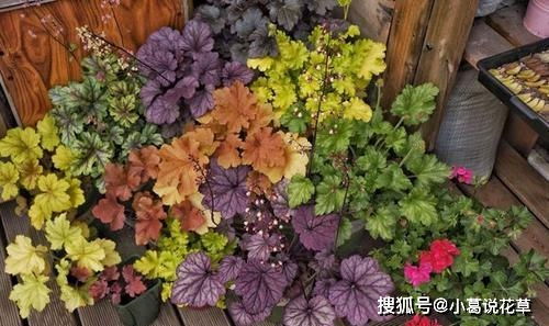 矾根：色彩斑斓，耐寒佳品