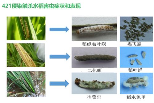 综合防治是关键