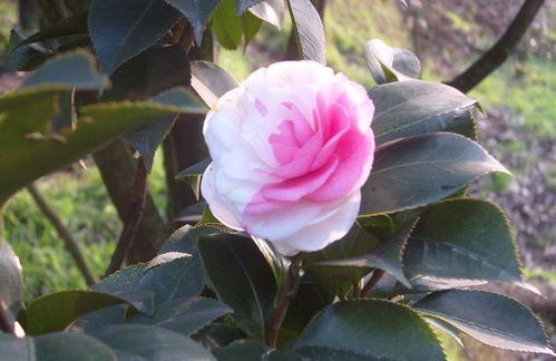 山茶花的健康益处