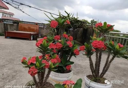 葛根开花过程是怎样的？它的独特魅力和环境因素有哪些影响