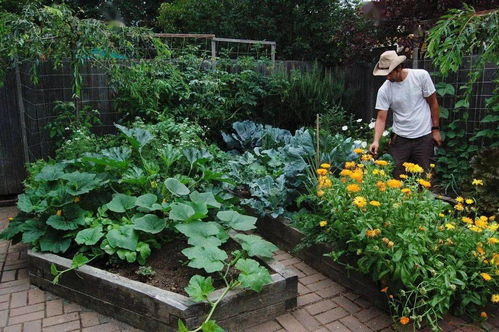 北方露天花园，选哪种多年生草本植物Neng省70%，如何避开三大雷区？