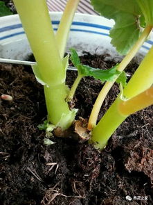 如何抢救， 烂根不再