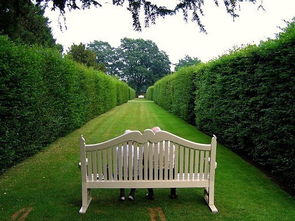 树木的空间划分与导向作用