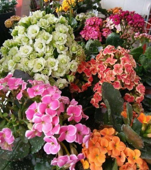 麒麟花的养护要点