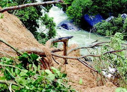 山体滑坡，树木来帮忙！