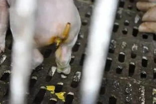 仔猪黄白痢鉴别宝典里有哪些关键点能让养猪新手快速识别并处理黄白痢？