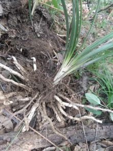 兰草的土壤选择