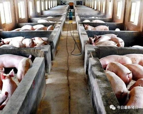 猪用添加剂中哪些成分属于违规？养殖户如何辨别并规避相关处罚？