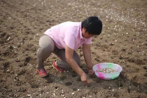 大蒜怎么种？土壤和气候有什么要求