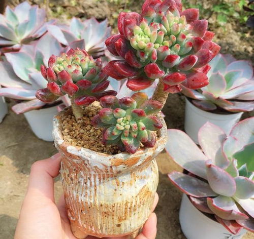 冬季植物肉肉怎么浇水？浇水量是否会影响其生长