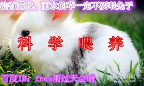新手养兔需要注意哪些细节和步骤，才能确保兔子健康成长呢