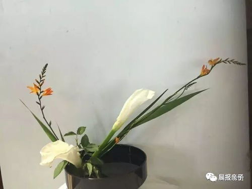 希望之花，你可知其名