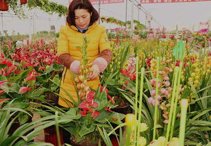 寻菏泽花卉， 竟如寻宝之旅