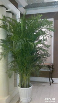 绿植租赁合同：城市生态美学的新篇章