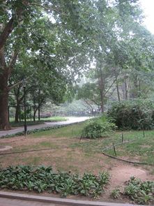 北京林业大学校园中的特色植物， 那些考研中的关键词