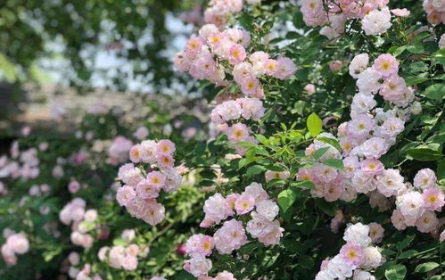 冬日花园种植首选