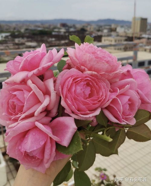 甜蜜马车， 粉紫色的梦幻