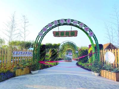 吊兰：四季常青的绿意