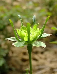 神奇的自然密码