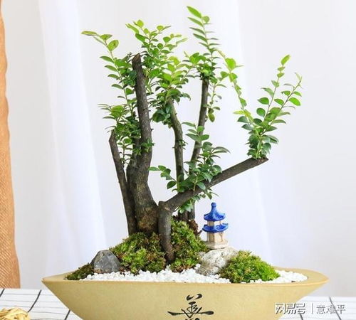 菩提树盆栽如何根据生长规律调整光照和浇水