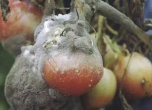 从发病到症状明显，要多久？