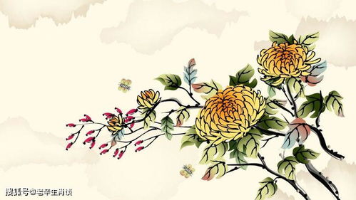 揭秘人体奥秘：花蕊与花蕾的神秘部位大公开！