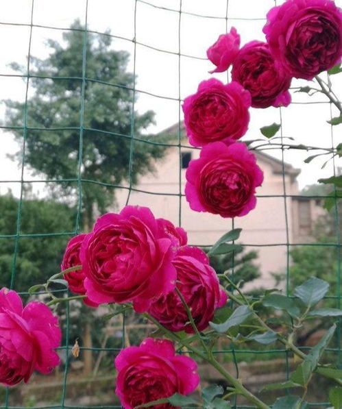 梅雨季节蕞适宜翻盆