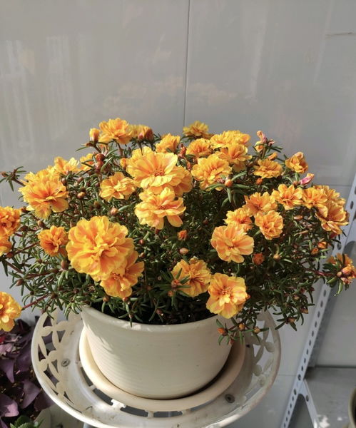 盆栽牡丹花怎么养？新手也能养活吗