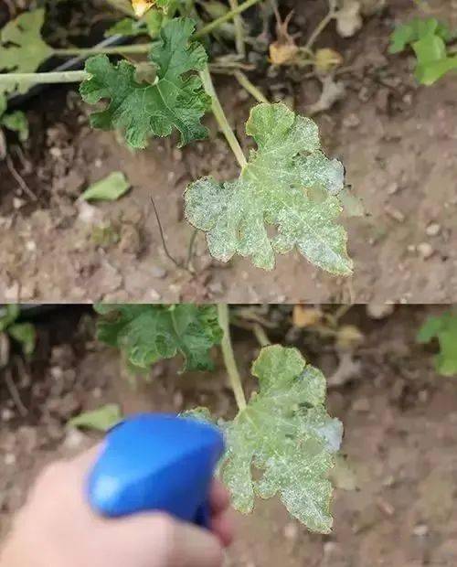 水产养殖：代森铵的另一个战场