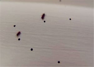 蛀木虫怎么杀？教你快速消灭蛀木虫的绝招
