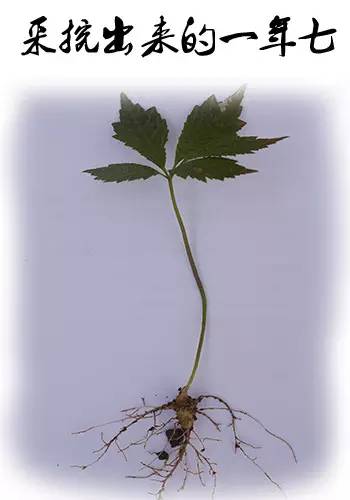 粉豆花的神奇功效竟成空谈？