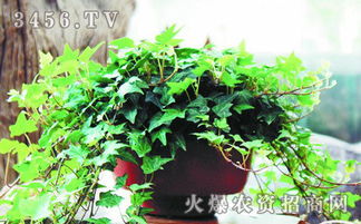 温度控制：别让它冻着了