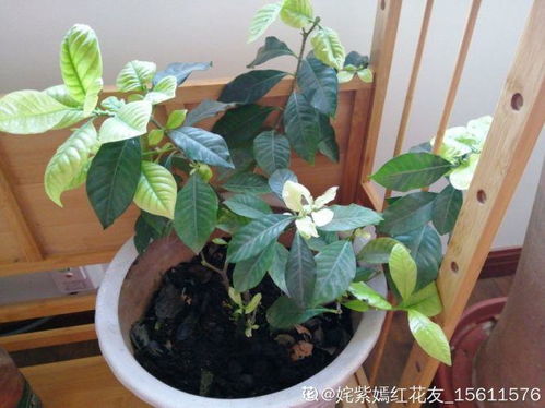 红掌冬天剪枝，为何能焕发新芽