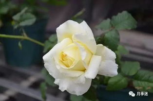 缺点也是有的，但dou不是大问题