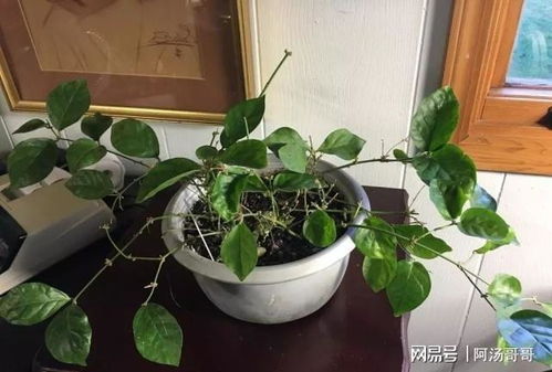 茉莉秋冬修剪，如何让花朵更繁盛