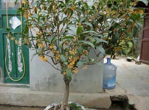 阳台种草药总是养死？我来告诉你怎么办！