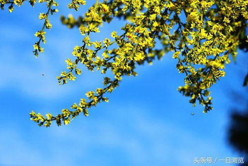 秋日里的金黄馈赠