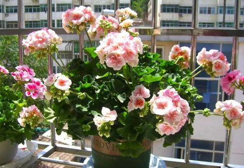 四、 三色堇：猫脸花纹，童趣十足