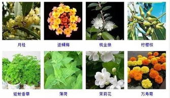 “养花”为何会吸引“蚊子”？