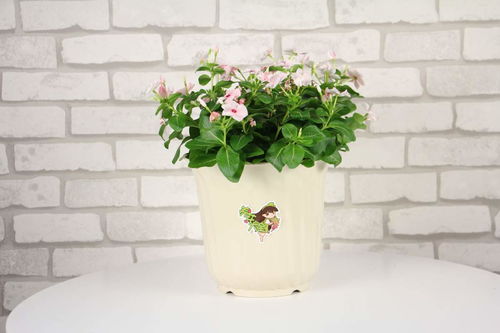 香草矩阵：薰衣草与薄荷