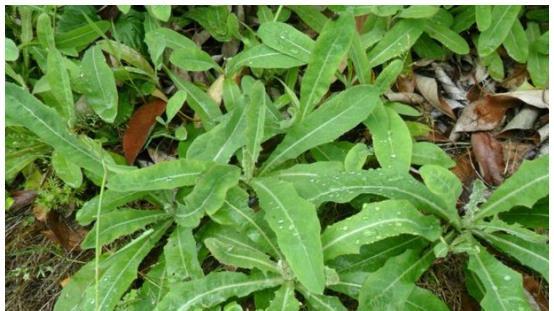 自动喷灌，真的划算吗？