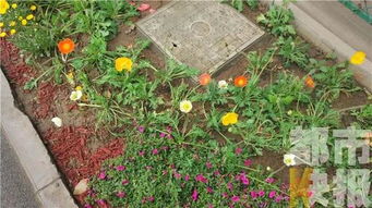 虞美人， 土壤的秘密