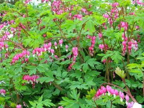 土壤改良方案：三个关键指标