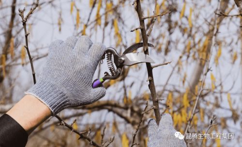 冬季果树管理要点有哪些？如何确保果树安全越冬