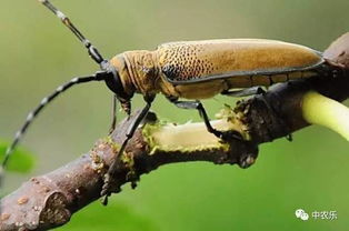 农药检测仪榜上好物，打造健康养生甄选