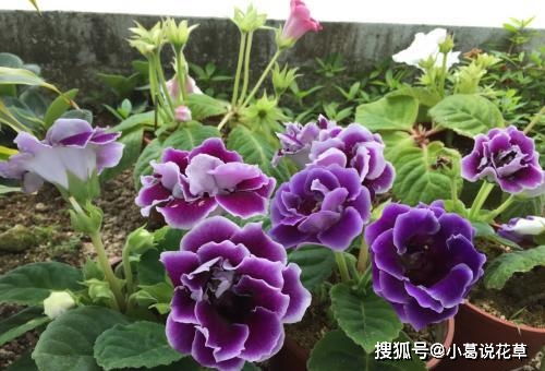 大岩桐叶插技巧揭秘：长球不发芽，科学种植必看！