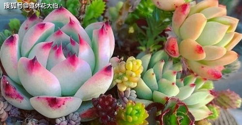 肉肉植物冬天如何浇水？避免水多烂根怎么办