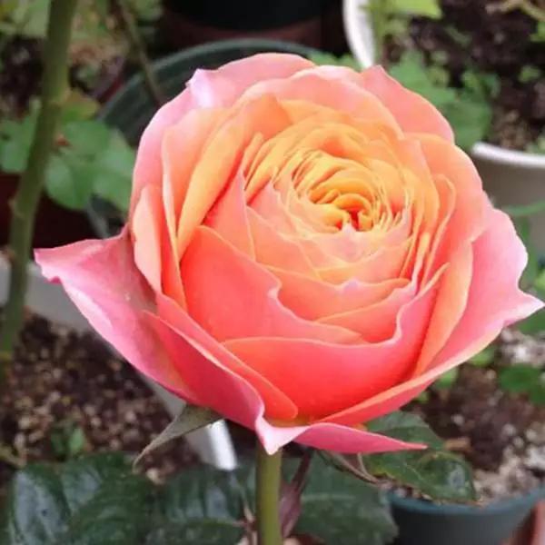 南方花友的心头好：耐热三宝月季