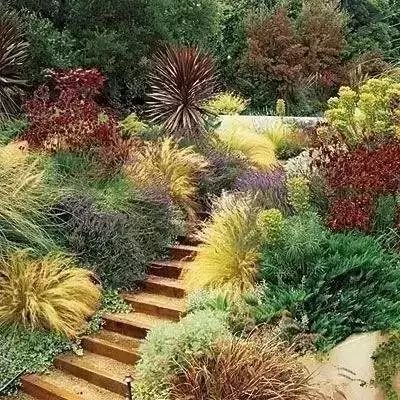 景观草在花镜组团中的应用