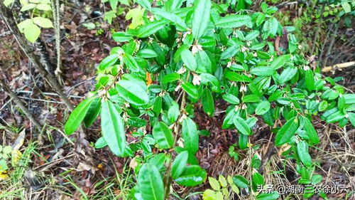 人工种植野酸枣产量可达多少？